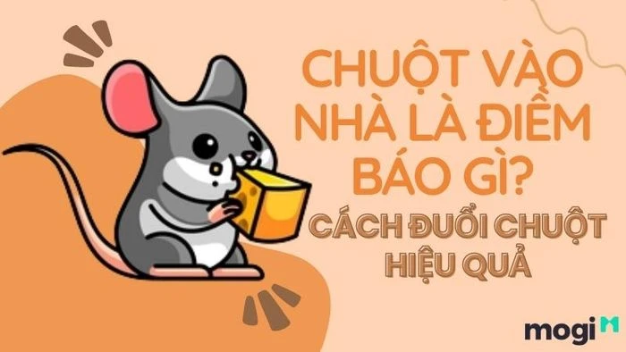 Chuột vào nhà có thể báo hiệu rủi ro tiềm tàng